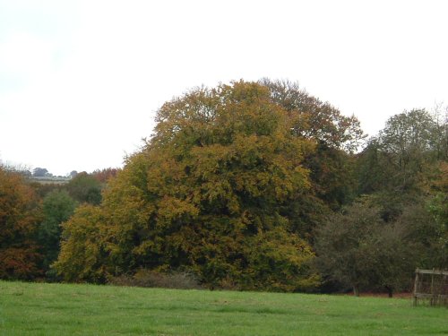 Westonbirt