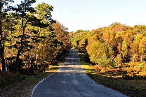 New Forest