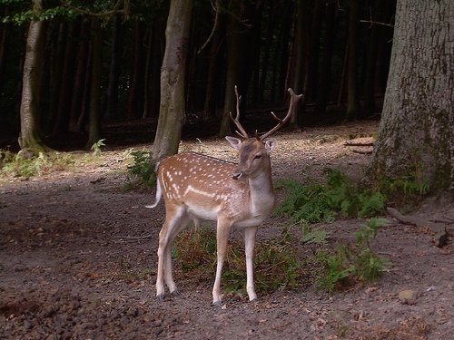 Deer in the Enchanted Forest