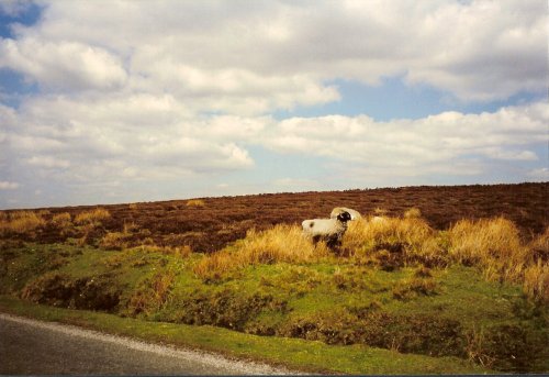 East Bolton Moor