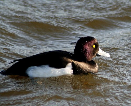 Tuffed Duck.