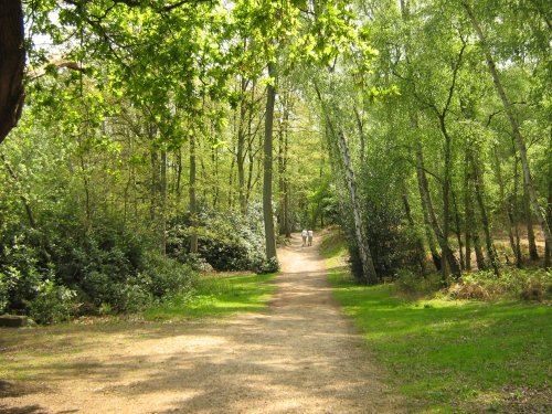 Windsor Great Park