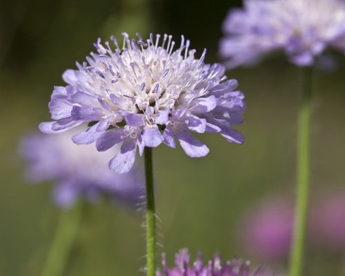 Wild flowers on the heath