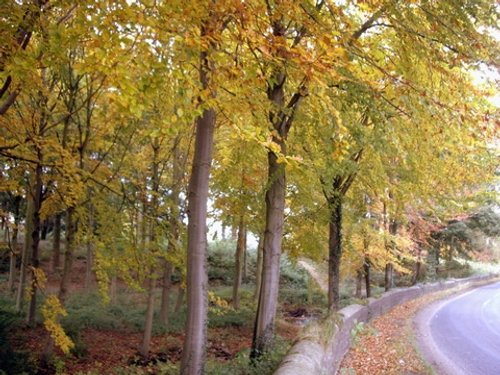 More Beech Trees