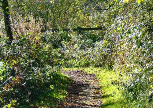 The path around the pond