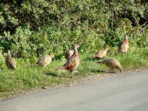 Pheasants....phasianus calchicus