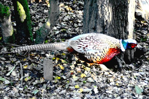 Pheasant