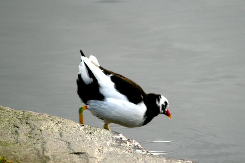 A 'Sue's Pied Moorhen'.