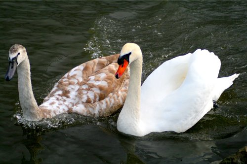 Mute Swans