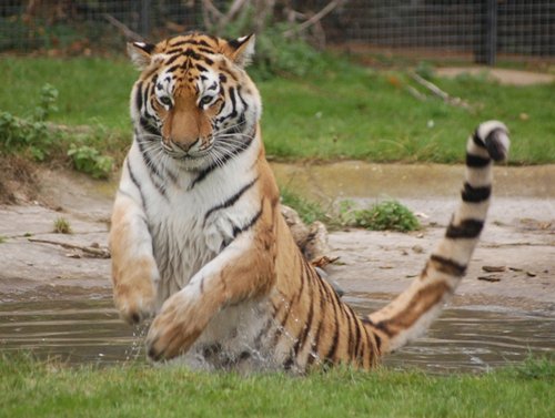 Tiger at Linton zoo