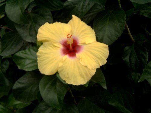 Hibiscus.