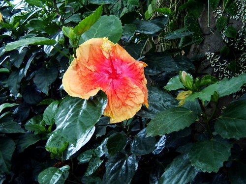 Hibiscus.