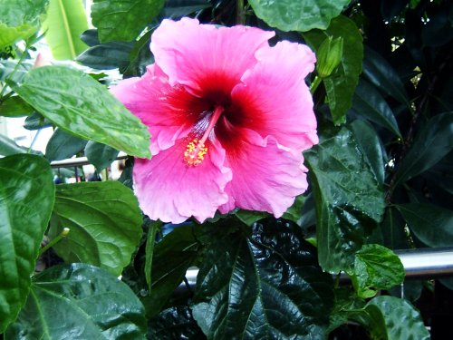 Hibiscus.