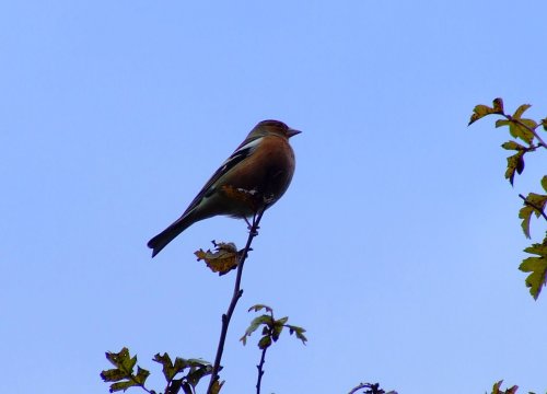 Chaffinch....fringilla coelebs