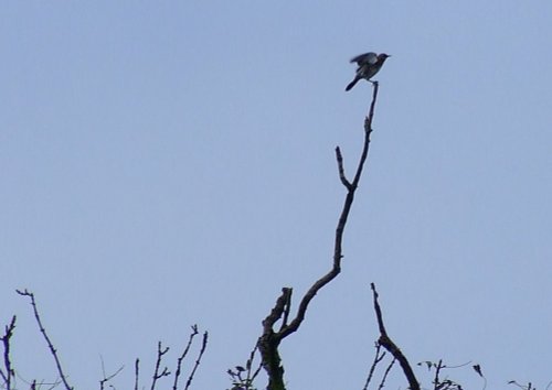 Fieldfare....turdus pilaris