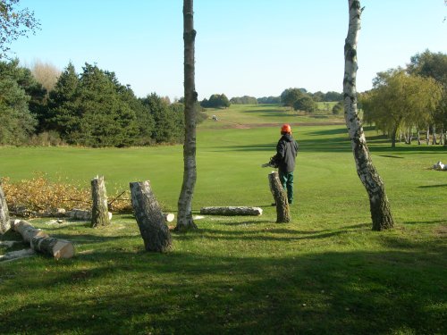 Birches felled