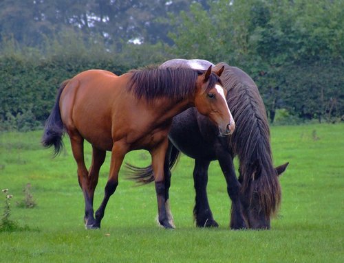 Two lovely horses