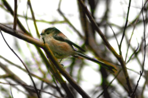 Long Tail Tit