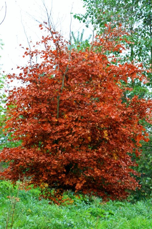 Autumn colours in the wetlands centre.