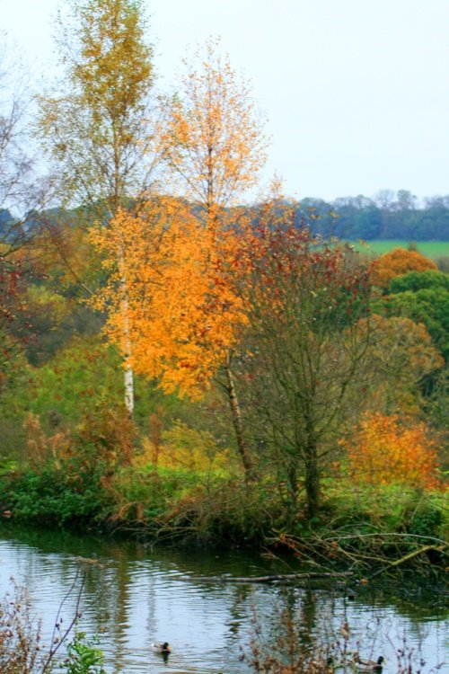 Autumn colours in the wetlands centre.