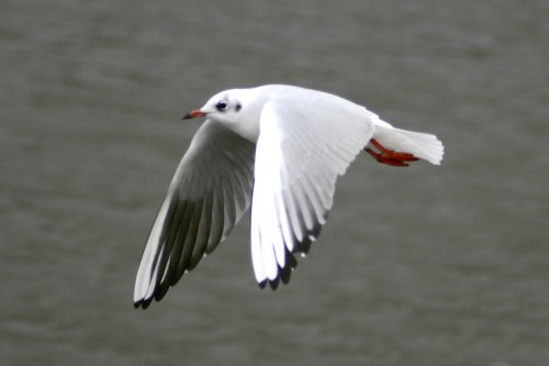 Black Headed Gull.