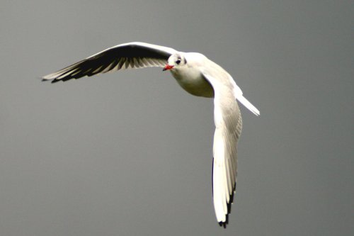 Black Headed Gull.