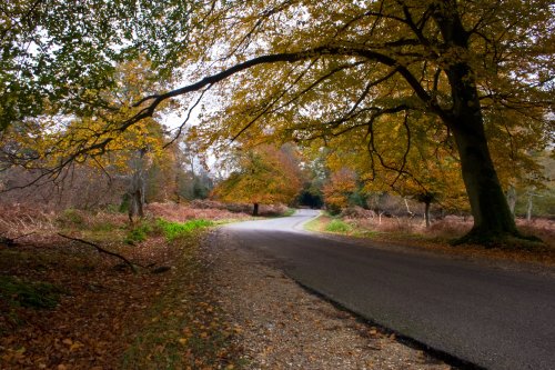 Autumn in The New Forest