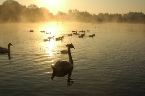 Swans at Dawn