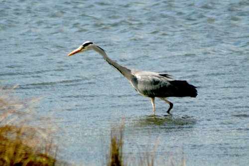 Grey Heron Fishing