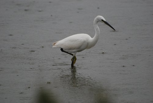 Little Egret at Titchwell Marsh