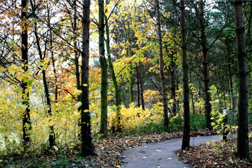 The path to the Visitor Centre.