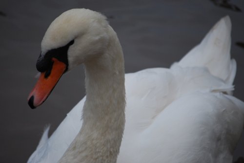 Swan on the river at Arley