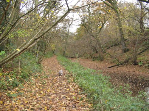 Basingstoke Canal