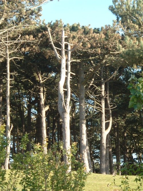 Pine Trees near Formby Point.