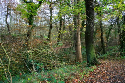 Woodland Walk at the centre