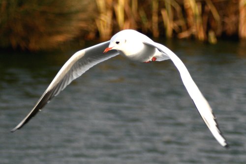 Black Headed Gull winter plumage.