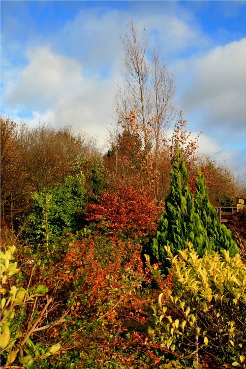 Autumn colours in the wetlands centre.