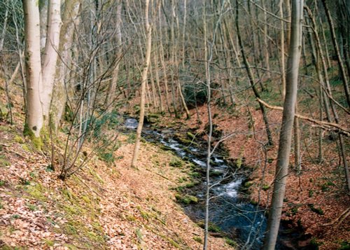 A walk through Mynydd Du Forest near Abergavenny