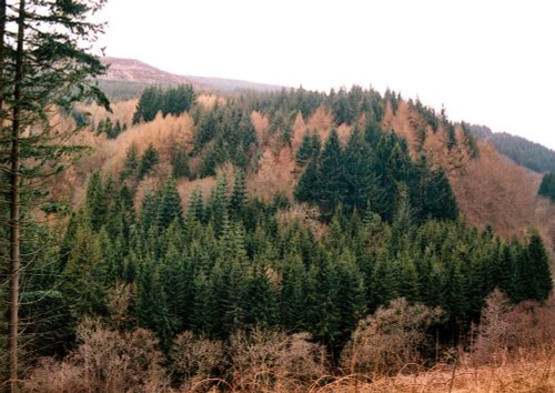 A walk through Mynydd Du Forest near Abergavenny