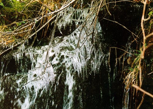 A walk through Mynydd Du Forest near Abergavenny