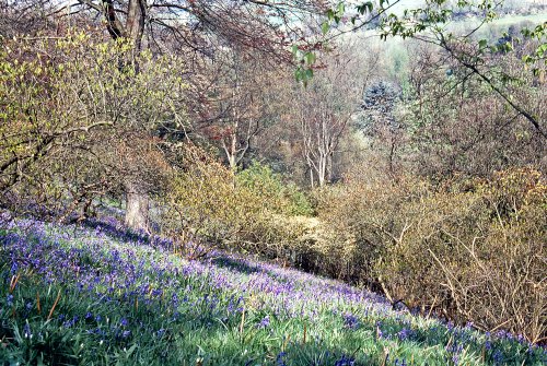 Carpet of Bluebells