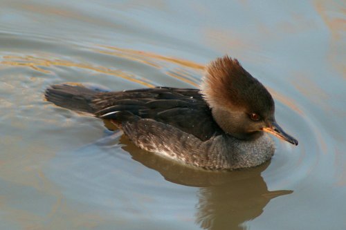 Hooded Merganser female.