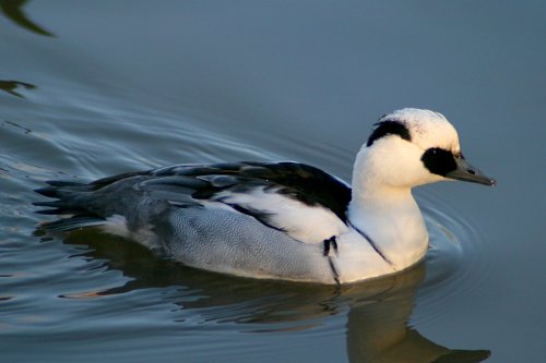 Smew male