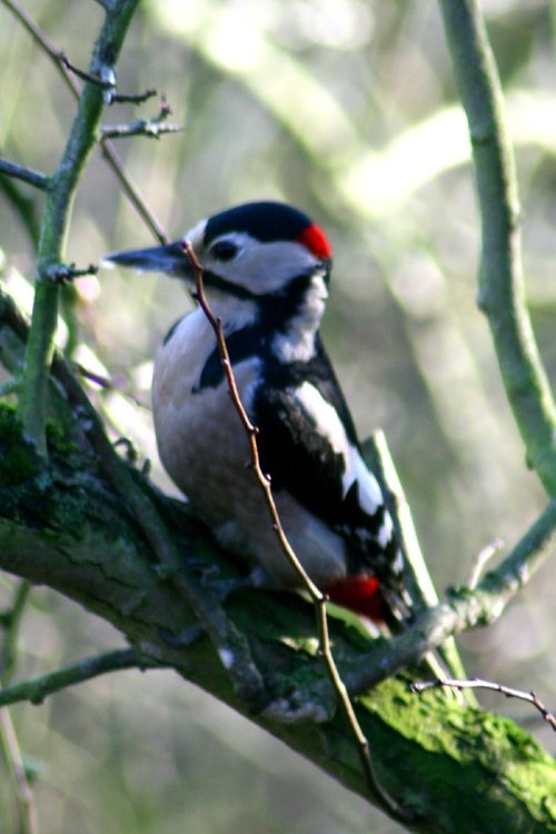 Great Spotted Woodpecker