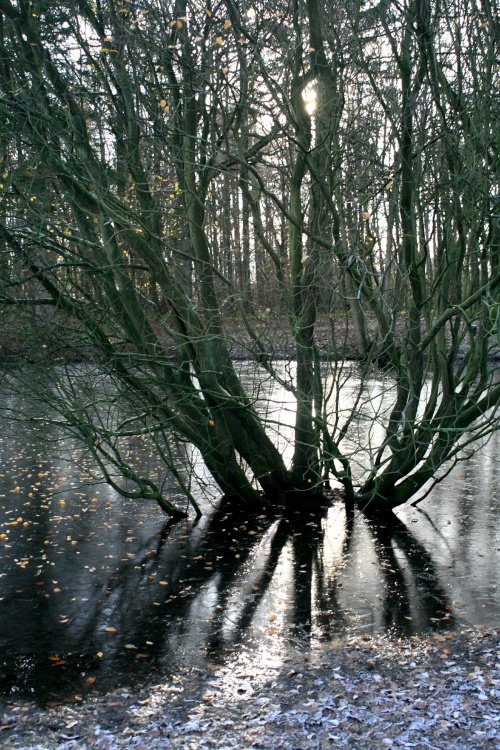 The ice covered lake at Nidd.