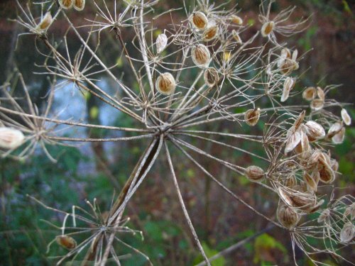 Winter flora