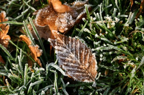 Frosty Beech Leaf at Nidd.