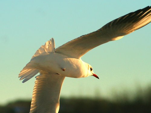 Black Headed Gull