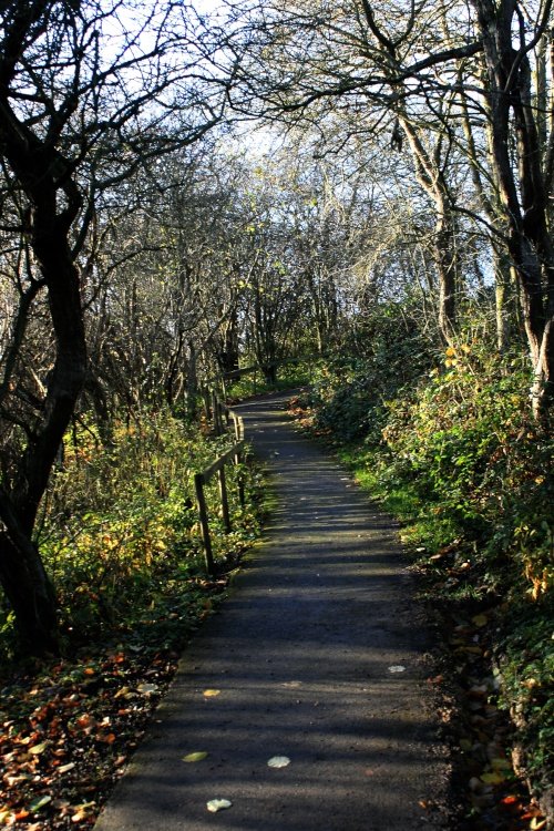 Hawthorn Wood Path.