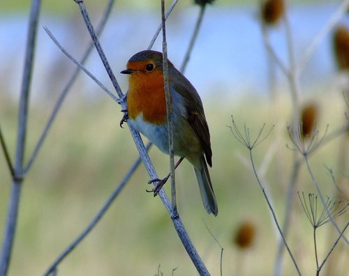 Robin....erithacus rubecula